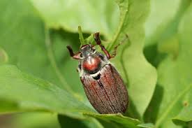 Attēlu rezultāti vaicājumam “Melolontha melolontha”