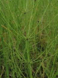 Attēlu rezultāti vaicājumam “Equisetum palustre”