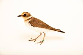 Attēlu rezultāti vaicājumam “Charadrius dubius”