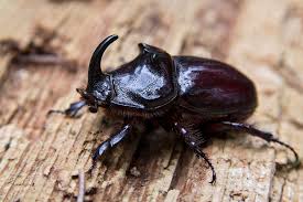 Attēlu rezultāti vaicājumam “Oryctes nasicornis male”