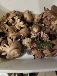 Attēlu rezultāti vaicājumam “Geastrum rufescens”