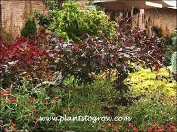 Attēlu rezultāti vaicājumam “Fagus sylvatica fo. purpurea flower”