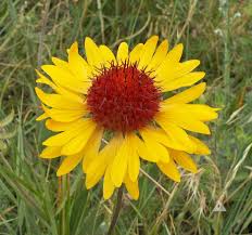Image result for Gaillardia
