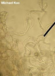 Attēlu rezultāti vaicājumam “Sarcoscypha austriaca”