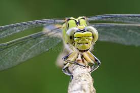 Attēlu rezultāti vaicājumam “Ophiogomphus cecilia”