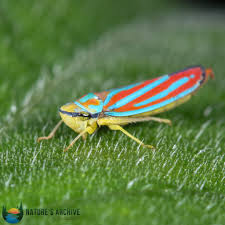 Attēlu rezultāti vaicājumam “Lamprotettix nitidulus”