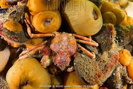 Image result for Hyas coarctatus