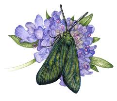 Attēlu rezultāti vaicājumam “Adscita statices”