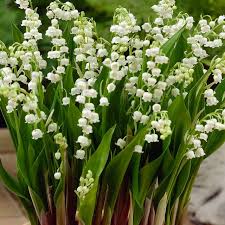 Attēlu rezultāti vaicājumam “Convallaria majalis flower”