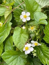 Attēlu rezultāti vaicājumam “Fragaria viridis fruit”