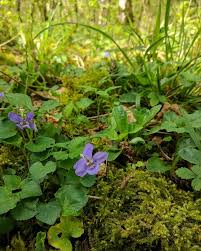 Attēlu rezultāti vaicājumam “Viola riviniana flower”