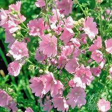 Image result for Lavatera thuringiaca