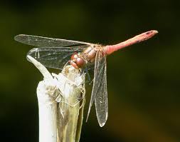 Attēlu rezultāti vaicājumam “Sympetrum sanguineum male”