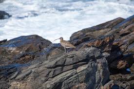 Image result for Numenius tenuirostris