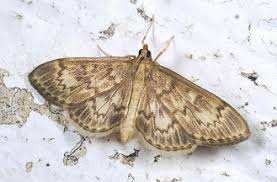 Attēlu rezultāti vaicājumam “Anania lancealis”