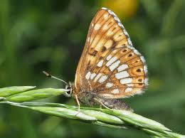 Attēlu rezultāti vaicājumam “Hamearis lucina upperside”