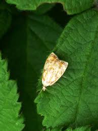 Attēlu rezultāti vaicājumam “Acleris bergmanniana”