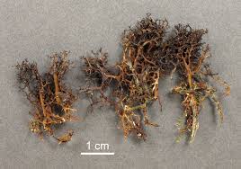 Attēlu rezultāti vaicājumam “Cetraria aculeata”