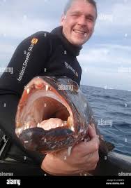 Image result for Lutjanus novemfasciatus