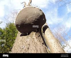 Attēlu rezultāti vaicājumam “Phellinus alni”