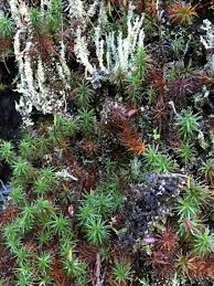 Attēlu rezultāti vaicājumam “Polytrichales”