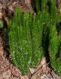 Attēlu rezultāti vaicājumam “Huperzia selago”