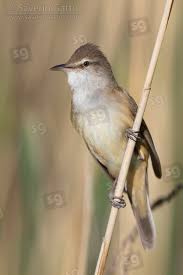 Attēlu rezultāti vaicājumam “Acrocephalus arundinaceus adult”