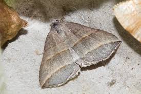 Attēlu rezultāti vaicājumam “Colobochyla salicalis”