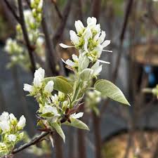 Attēlu rezultāti vaicājumam “Amelanchier canadensis”