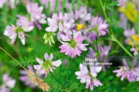 Attēlu rezultāti vaicājumam “Astragalus danicus flower”