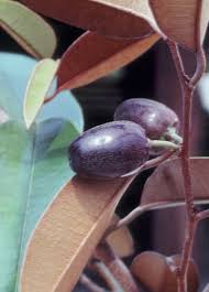 Attēlu rezultāti vaicājumam “Phleum phleoides fruit”