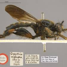 Attēlu rezultāti vaicājumam “Choerades sp.”