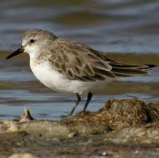 Image result for Calidris ruficollis