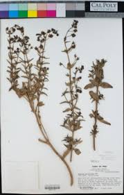 Image result for Alonsoa linearis