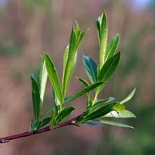 Attēlu rezultāti vaicājumam “Salix daphnoides”