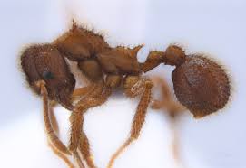 Attēlu rezultāti vaicājumam “Formicidae”