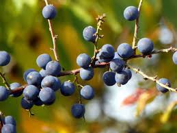 Attēlu rezultāti vaicājumam “Prunus spinosa”