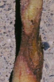 Attēlu rezultāti vaicājumam “Rhabdoweisia fugax sporophyte”