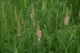 Image result for Onobrychis viciifolia