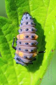 Attēlu rezultāti vaicājumam “Coccinella septempunctata imago”