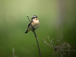 Attēlu rezultāti vaicājumam “Saxicola rubetra adult”