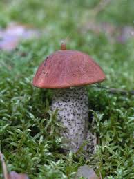 Attēlu rezultāti vaicājumam “Leccinum vulpinum”