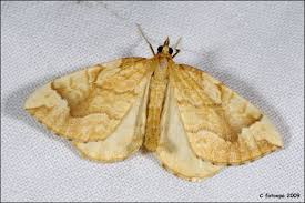 Attēlu rezultāti vaicājumam “Eulithis mellinata”