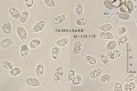 Attēlu rezultāti vaicājumam “Mycena stipata”