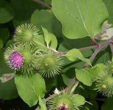 Attēlu rezultāti vaicājumam “Arctium lappa”