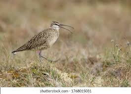 Image result for Numenius hudsonicus