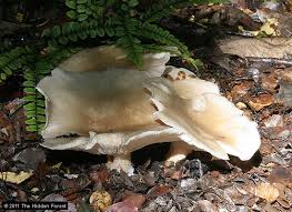 Attēlu rezultāti vaicājumam “Clitocybe nebularis”