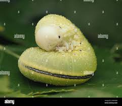 Attēlu rezultāti vaicājumam “Cimbex femoratus larva”