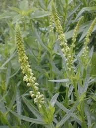 Image result for Reseda luteola