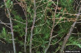 Attēlu rezultāti vaicājumam “Lachnellula willkommii”